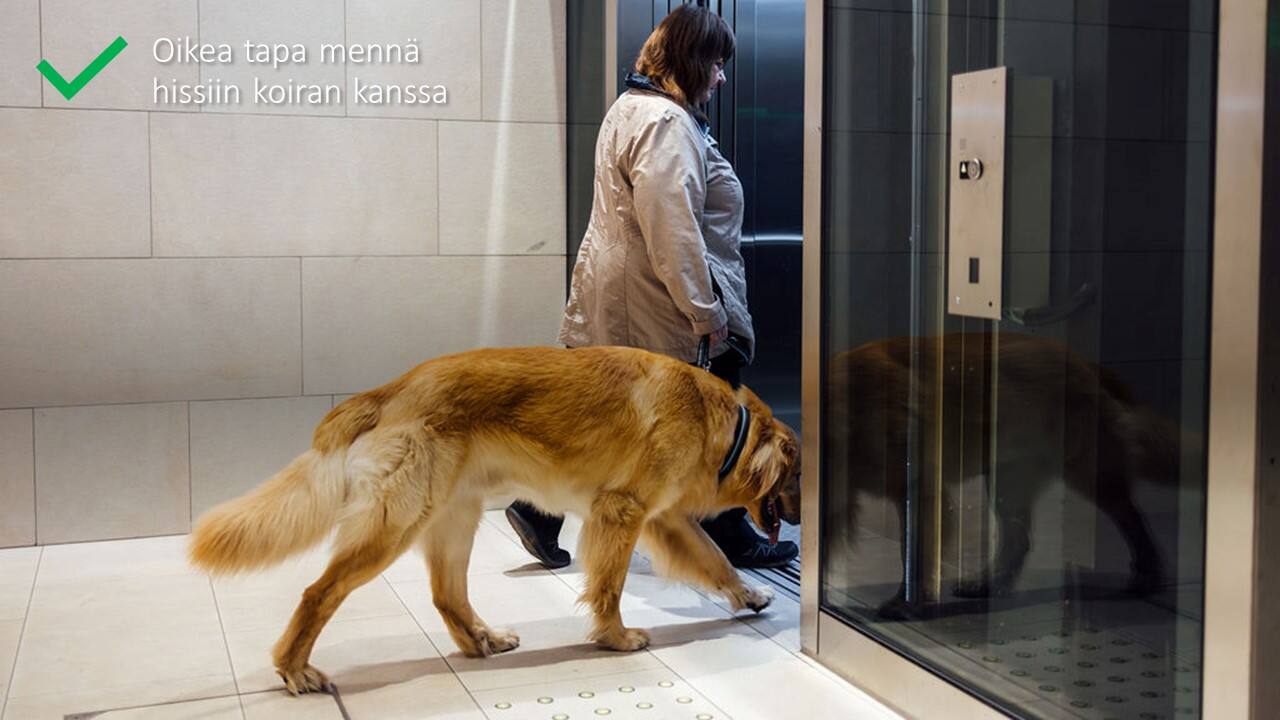 img_oikein hissiin koiran kanssa2