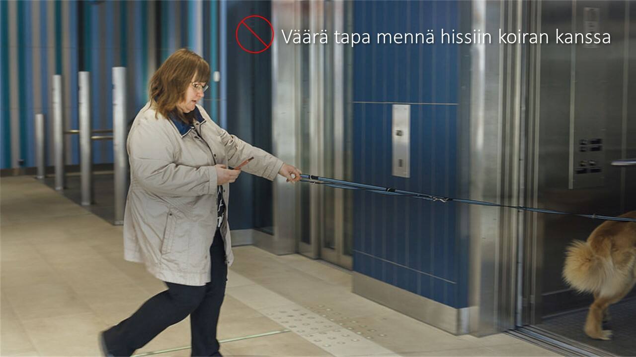 img_hissiin ei näin koiran kanssa